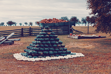 Image showing pyramid from Autumn harvested pumpkins