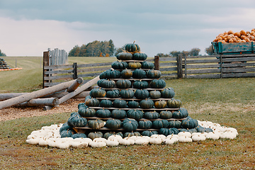 Image showing pyramid from Autumn harvested pumpkins