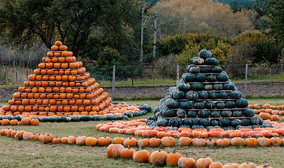 Image showing pyramid from Autumn harvested pumpkins