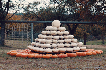 Image showing pyramid from Autumn harvested pumpkins