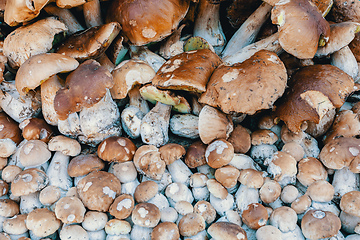 Image showing background from collected mushrooms boletus in pile