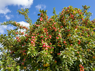 Image showing Red apples on apple tree branch