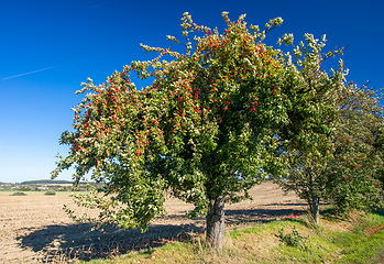 Image showing Red apples on apple tree branch