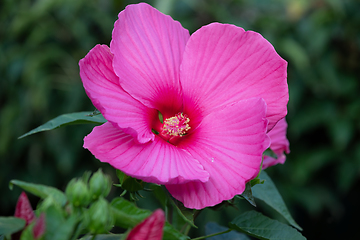 Image showing beautiful Swamp Rose Mallow flower