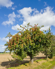 Image showing Red apples on apple tree branch