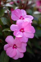 Image showing Pink New Guinea Impatiens