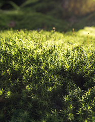 Image showing sunny moss closeup