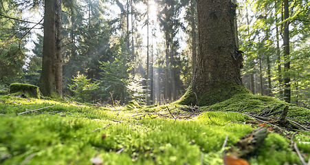 Image showing sunny forest scenery