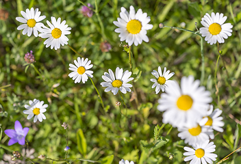 Image showing wildflowers at spring time