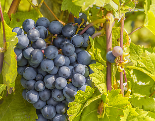 Image showing blue grapes closeup