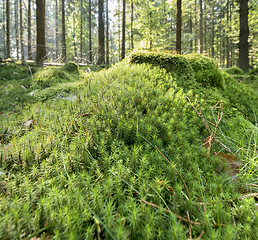 Image showing sunny forest scenery