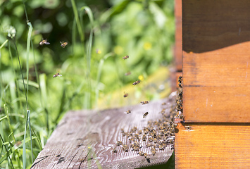 Image showing Beehive and bees