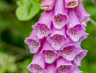 Image showing common foxglove flowers