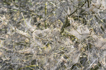 Image showing ermine moth web