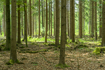 Image showing idyllic forest scenery