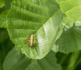 Image showing grasshopper on green leaf