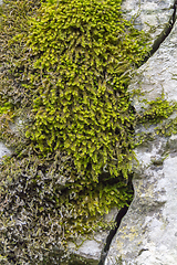 Image showing green moss detail