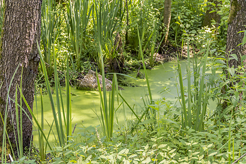 Image showing sunny wetland scenery