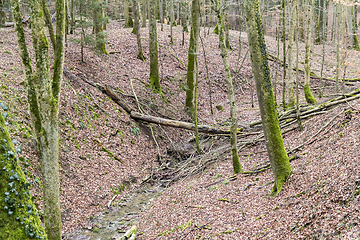 Image showing forest scenery with mossy trees