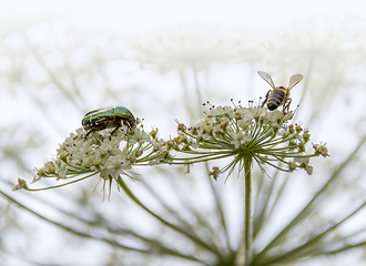Image showing bug and bee