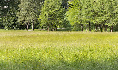 Image showing sunny woodside scenery