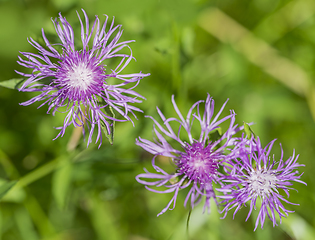 Image showing pink flowers in natural ambiance