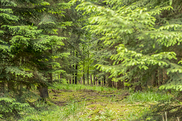 Image showing idyllic forest scenery