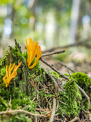 Image showing orange coral fungi