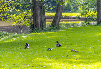 Image showing Wild ducks in idyllic park scenery