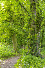 Image showing idyllic forest scenery