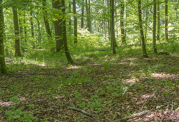 Image showing idyllic forest scenery