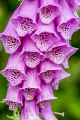 Image showing common foxglove flowers