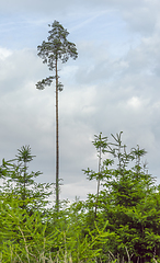 Image showing lonely high tree