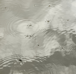 Image showing water surface with water skippers