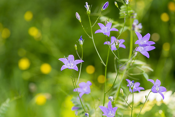 Image showing wildflowers at spring time