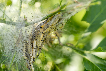 Image showing ermine moth caterpillars and web