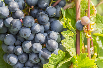 Image showing blue grapes closeup