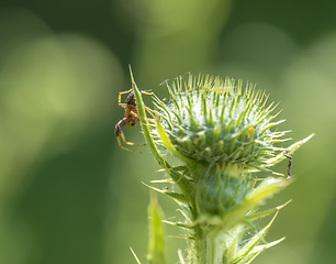 Image showing spider on thistle