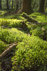 Image showing sunny forest scenery