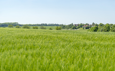 Image showing rural springtime scenery