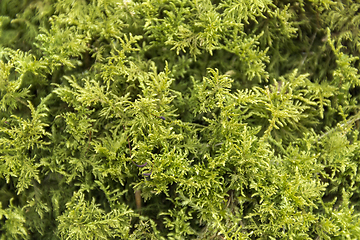 Image showing green moss detail