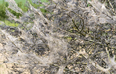 Image showing ermine moth web