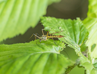 Image showing Crane fly on green leaf