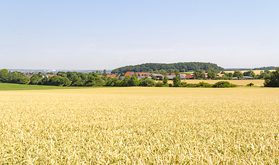 Image showing sunny agricultural scenery