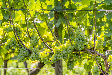 Image showing white grapes closeup
