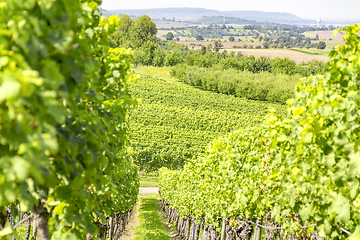 Image showing winegrowing scenery in Hohenlohe