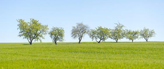 Image showing fruit trees in a row