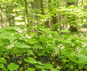 Image showing ground cover vegetation