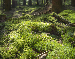 Image showing sunny forest scenery