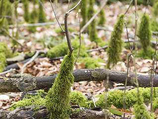 Image showing forest ground with mossy stipes